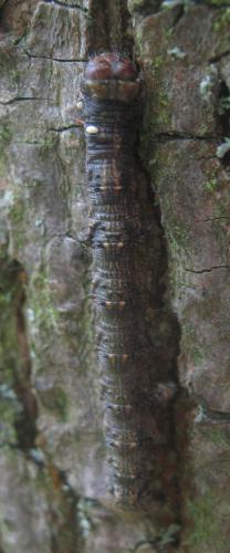 Réf. 323 467 : Apocheima hispidaria